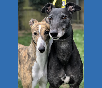 Dog of the Week: Donnie & Queenie