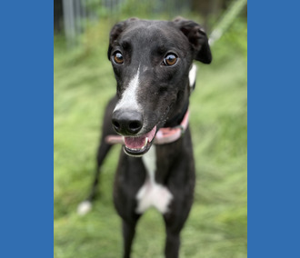 Dog Of The Week: Daisy