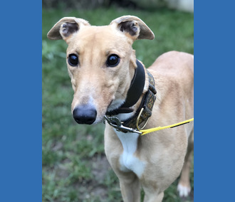 DOG OF THE WEEK: KATE