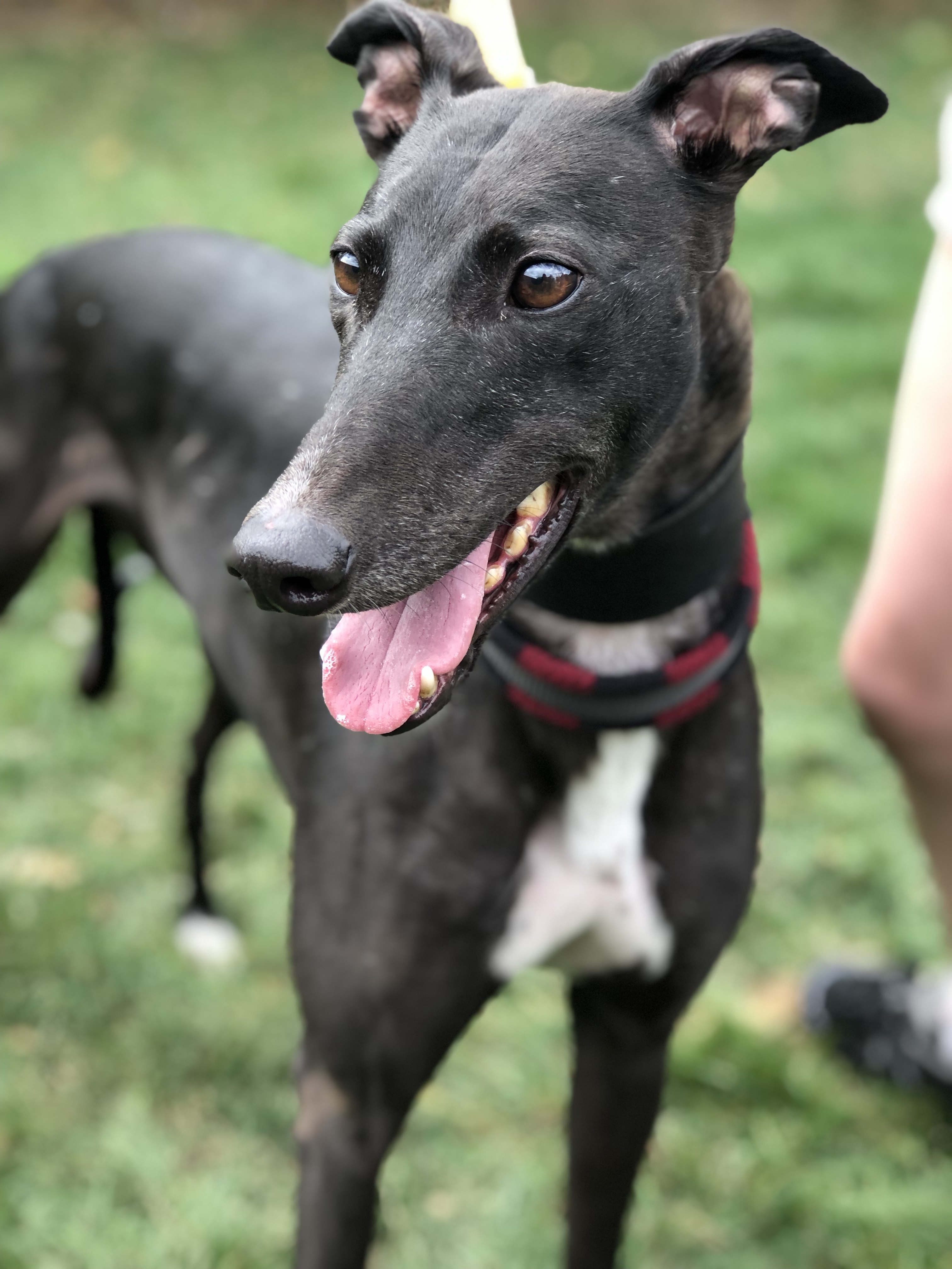 DOG OF THE WEEK: AMERAH