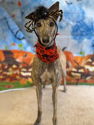 Dolly🎃