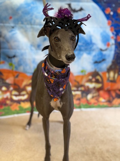 Beryl🎃