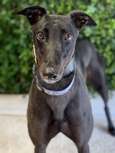 Chloe