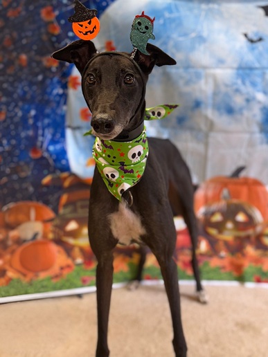 Rambo🎃