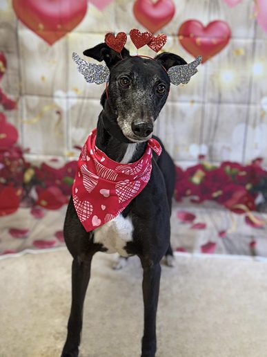 Sponsor A Long Term Resident-Edith
