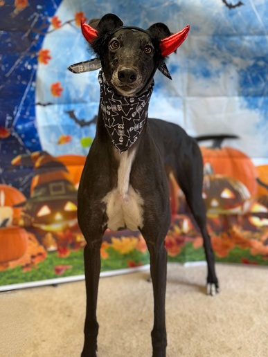 Razz🎃
