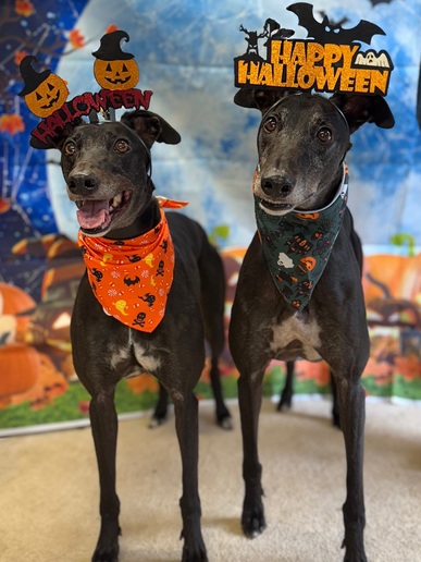 Nutmeg & Spice🎃