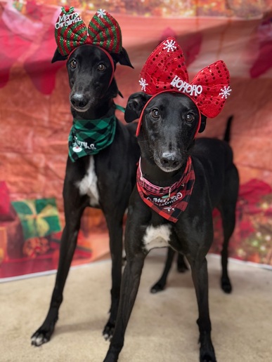 Starry & Twinkle⭐️ 