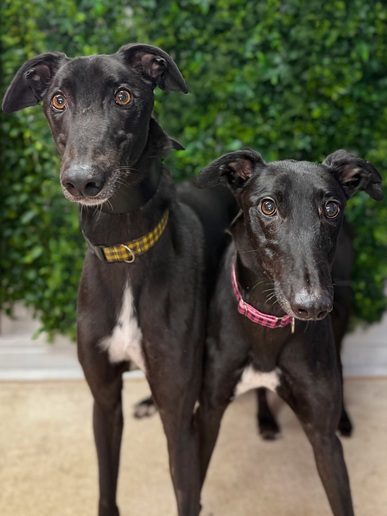 Starry & Twinkle⭐️ 