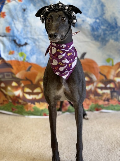 Enid🎃