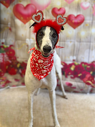Sponsor a Long Term Resident-Lemon