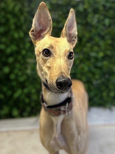 Nala