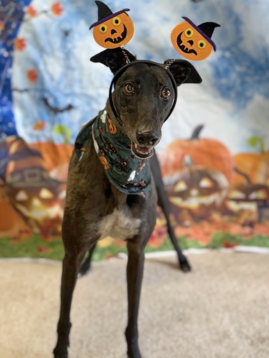 Pumpkin🎃