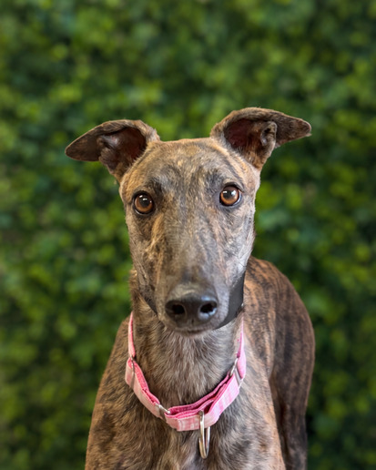 Bindi 