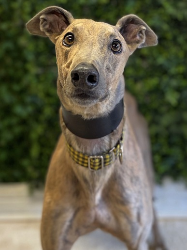 Oscar