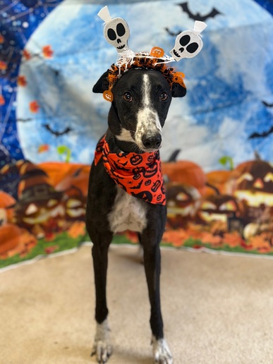 Belle🎃