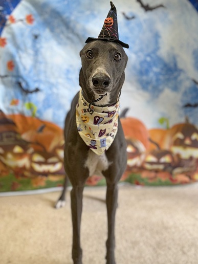 Spookie🎃