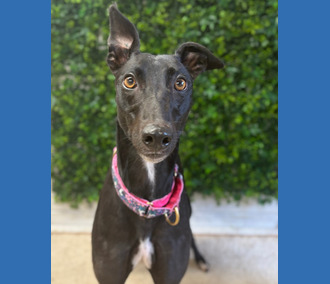 Lily, a 4 years old female Greyhound available for adoption from Clarks Farm Greyhounds in Essex