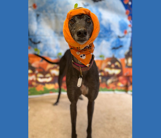 Summer🎃
