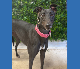 Barbie, a 4 years old female Greyhound available for adoption from Clarks Farm Greyhounds in Essex