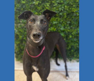 Jess, a 4 years old female Greyhound available for adoption from Clarks Farm Greyhounds in Essex