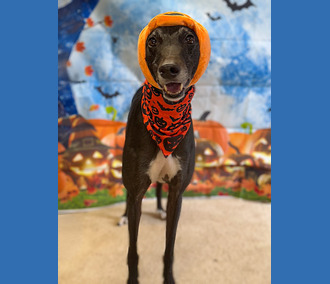 Alan🎃