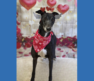 Sponsor A Long Term Resident-Edith