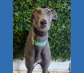 Tiffany, a 2 years old female Greyhound available for adoption from Clarks Farm Greyhounds in Essex