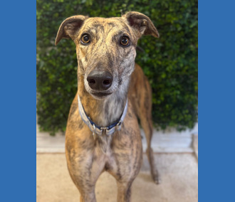 Kindy, a 3 years old male Greyhound available for adoption from Clarks Farm Greyhounds in Essex