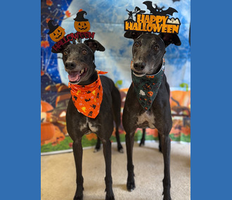 Nutmeg & Spice🎃