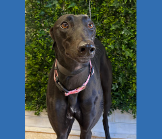 Kate, a 2 years old female Greyhound available for adoption from Clarks Farm Greyhounds in Essex