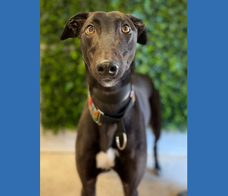 Twix, a 2 years old male Greyhound available for adoption from Clarks Farm Greyhounds in Maldon, Essex