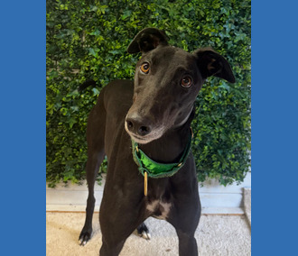 Lando, a 4 years old male Greyhound available for adoption from Clarks Farm Greyhounds in Essex