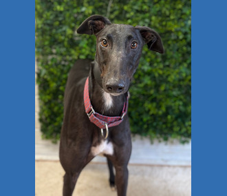 George, a 3 years old male Greyhound available for adoption from Clarks Farm Greyhounds in Essex