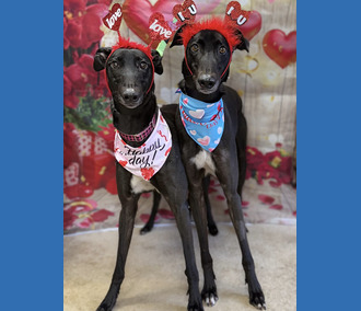 Starry & Twinkle⭐️ 