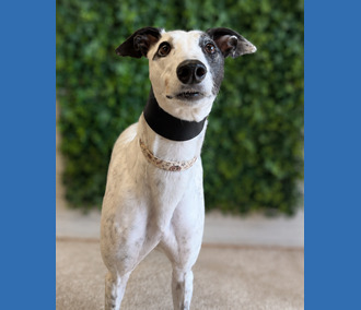 Lolly, a 6 years old female Greyhound available for adoption from Clarks Farm Greyhounds in Essex