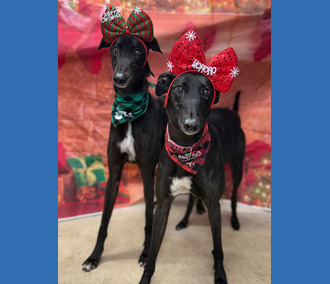 Starry & Twinkle⭐️ 