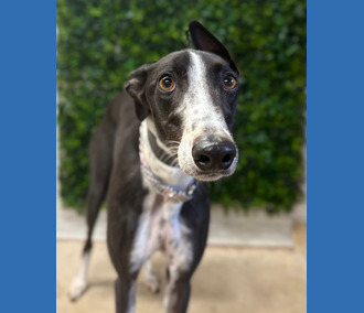 Magpie, a 2 years old female Greyhound available for adoption from Clarks Farm Greyhounds in Essex