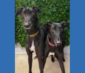 Starry & Twinkle⭐️ 