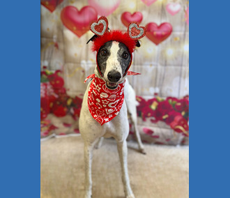 Sponsor a Long Term Resident-Lemon