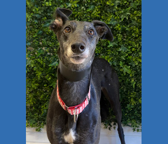 Flo, a 4 years old female Greyhound available for adoption from Clarks Farm Greyhounds in Essex