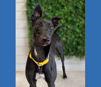 Skyla, a 3 years old female Greyhound available for adoption from Clarks Farm Greyhounds in Essex