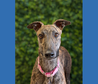 Bindi 