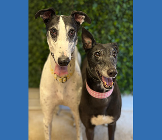 Andy Lara, a Unknown old unknown Greyhound available for adoption from Clarks Farm Greyhounds in Essex