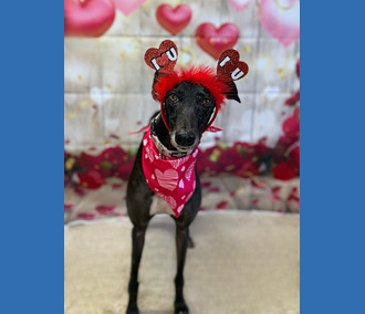 Sponsor a Long Term Resident-Bronte