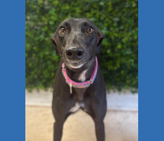 Riley, a 1 year old female Greyhound available for adoption from Clarks Farm Greyhounds in Essex