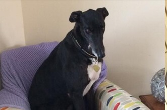Gino